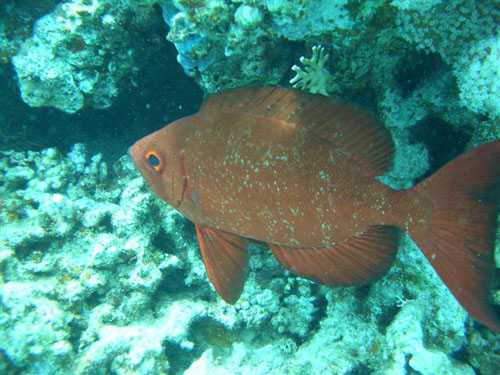 marsa_christoph_09