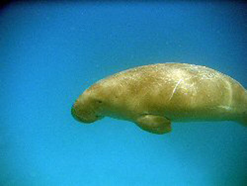 marsa_dugong